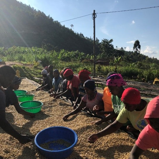 Ladies sorting coffee beans at Kinini Coffee, Rwanda